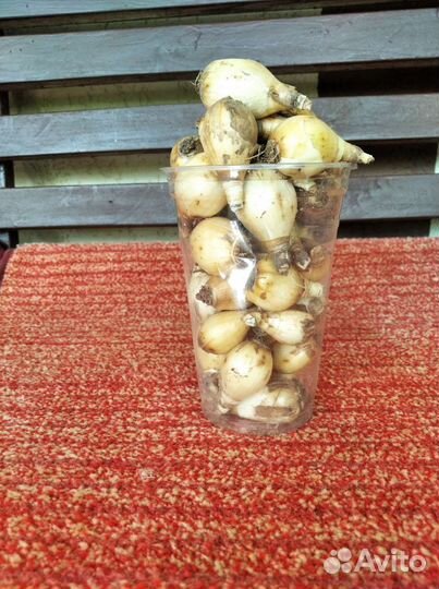 Луковицы Нарцисса