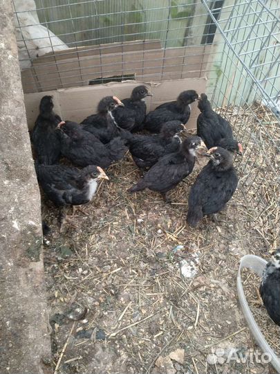 Цыплята французского Марана черно-медного