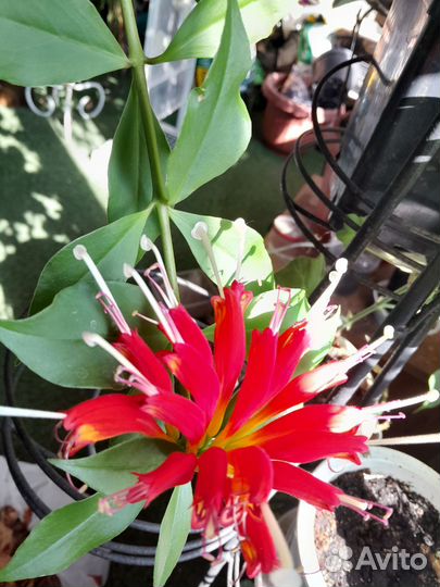 Эсхинантус. Перо жар прицы