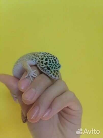 Геккон эублефар