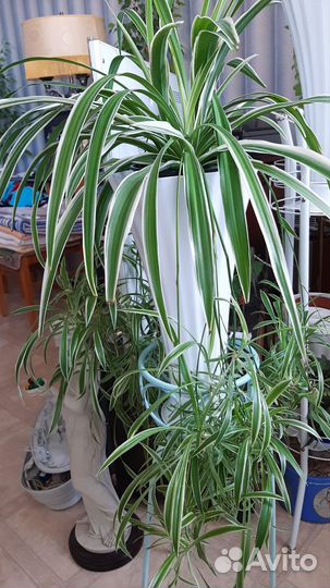 Цветы комнатные