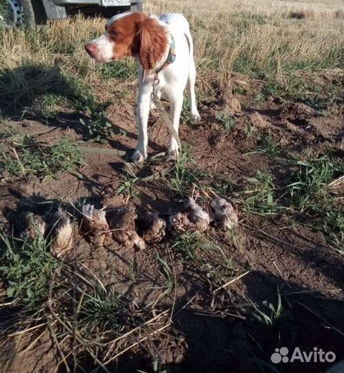 Кобель для вязки Бретонский эпаньоль