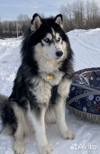 Вязка