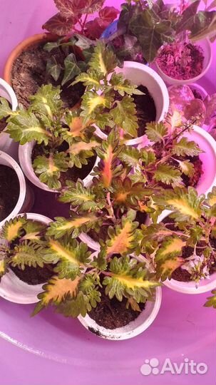 Многолетники садовые