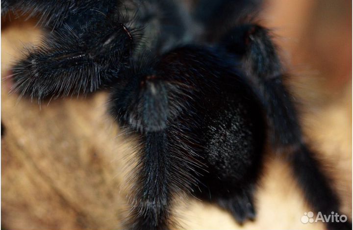 Паук птицеед