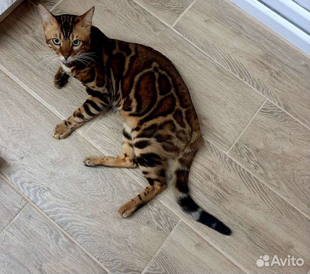 Бенгальский кот для вязки