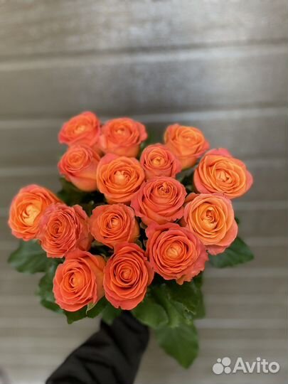 Коралловая роза 15 шт. 70см Доставка