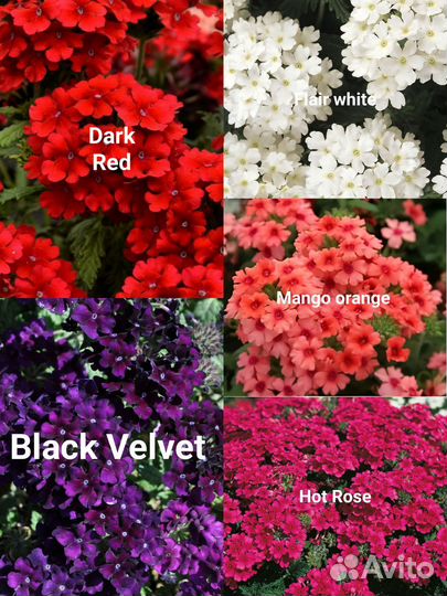 Черенки вегетативной вербены