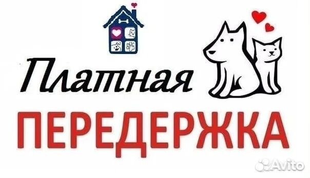 Передержка животных