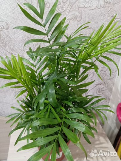 Пальма хамедорея