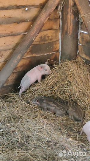 Бомбические Поросята