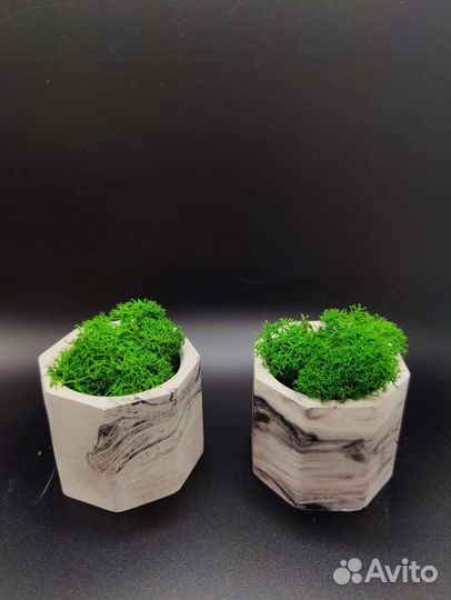 Стабилизированный мох в горшочках
