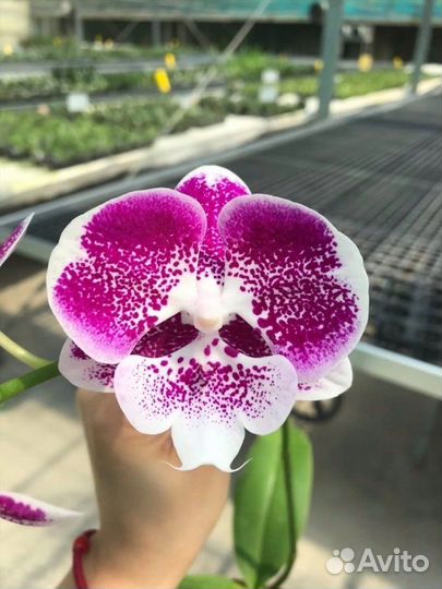 Орхидея Блэк Свен 5373