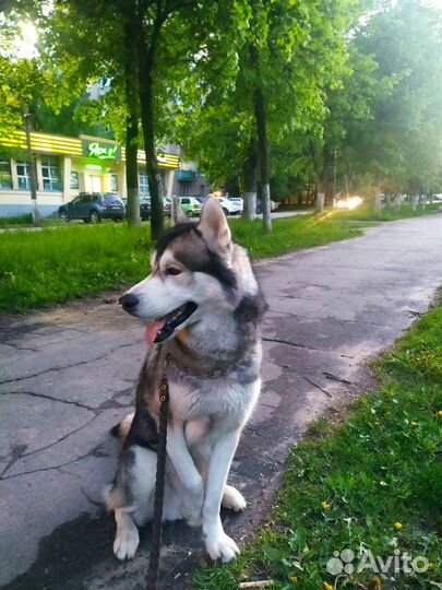 Хаски вязка