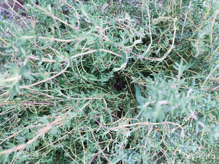 Вкусные закатки из своего сада