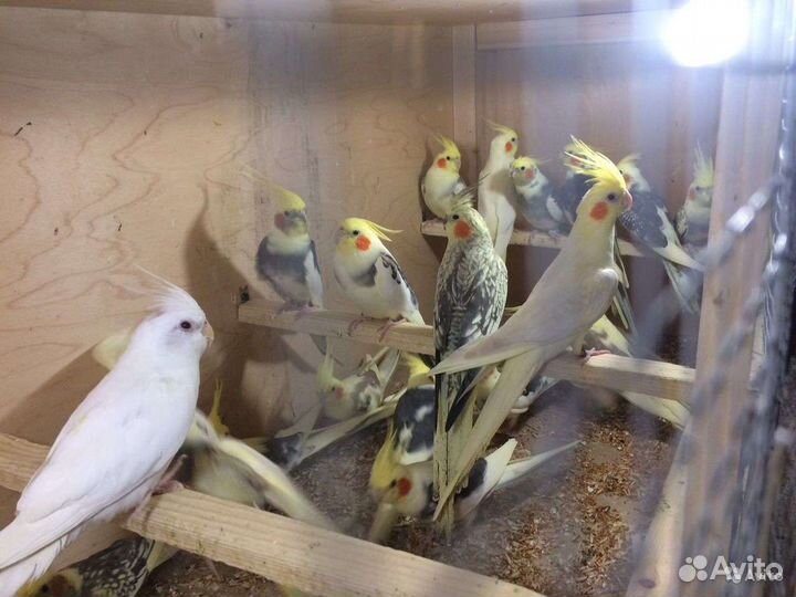 Молодые кареллы