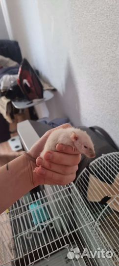Сиамские дамбо