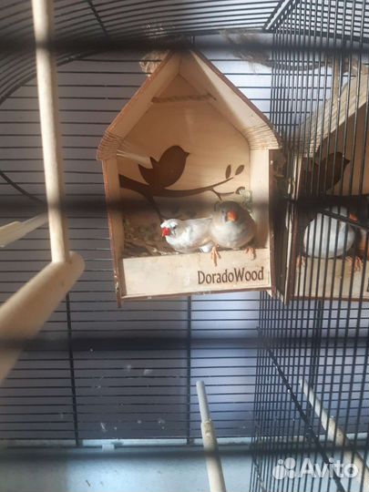 Зебровые амадины, семья (2 птицы)