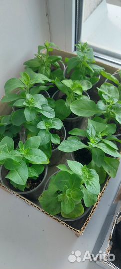 Рассада петунии