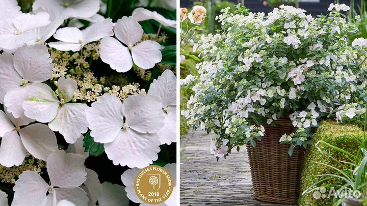 Гортензия ампельная