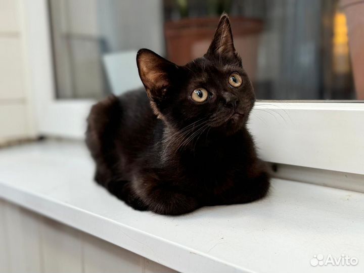 Кот в добрые руки