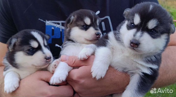 Щенки сибирской хаски