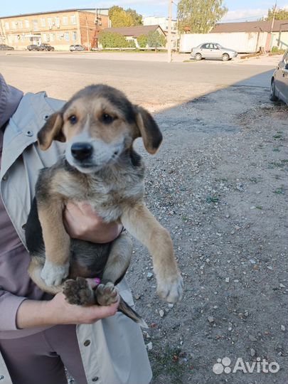 Щенок в добрые руки