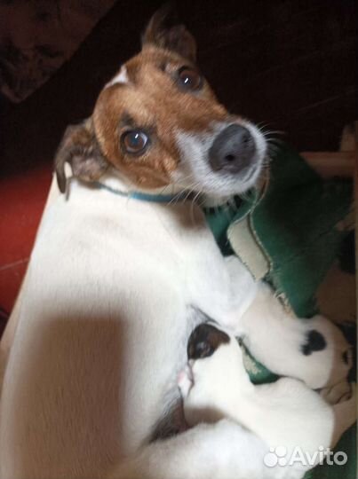 Фокстерьер