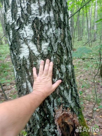 Лес кругляк береза липа сосна