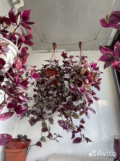 Традесканция зебрина