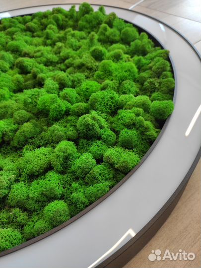 Люстра LED кольцевая потолочная со мхом Ягель