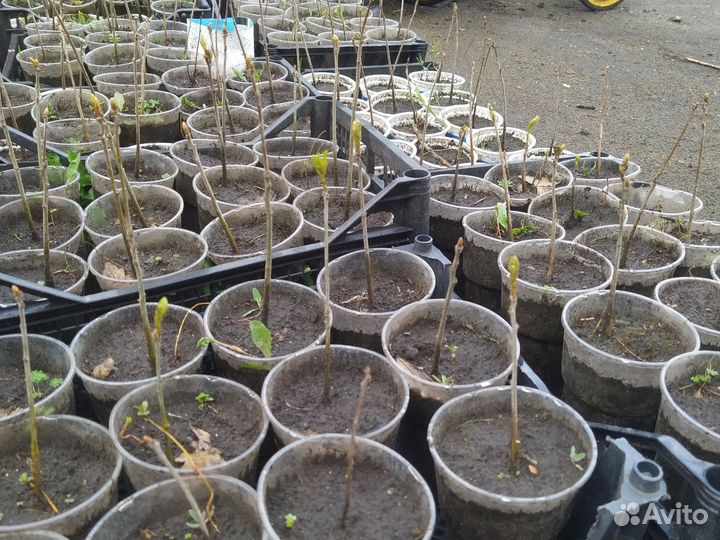 Саженцы дуба