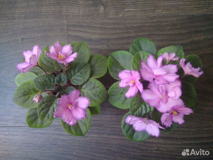 Миниатюрная фиалка Rob's Zipper Zapper