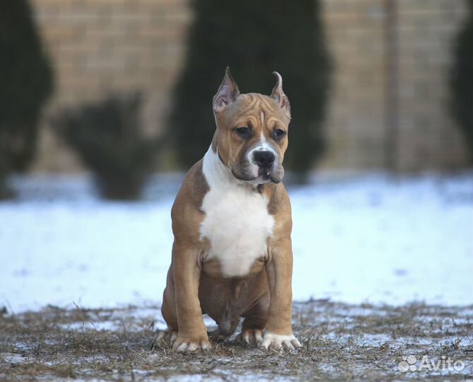 Тяжелый парень амстафф 2,5 мес