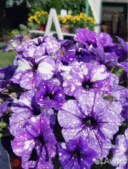 Цветы в кашпо и в рассаде