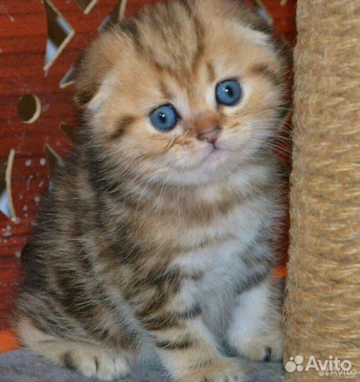 Золотые шотландские котята