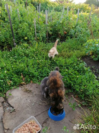 Котята ищут дом