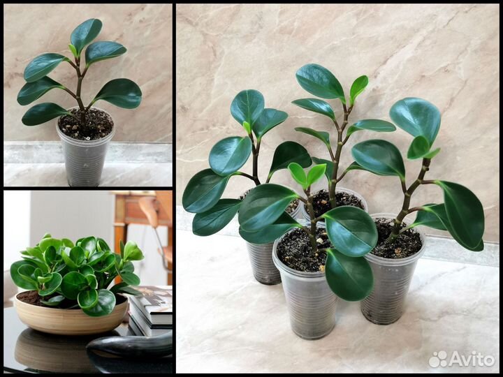 Пеперомия туполистная. Peperomia obtusifolia