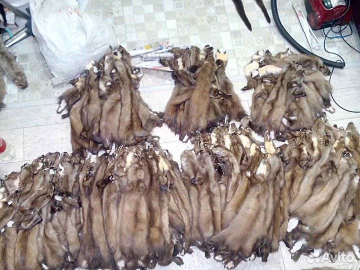 Куница и соболь