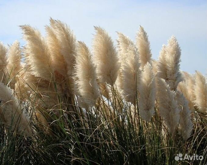 Декоративные травы