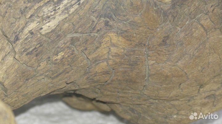 Коряги для террариума