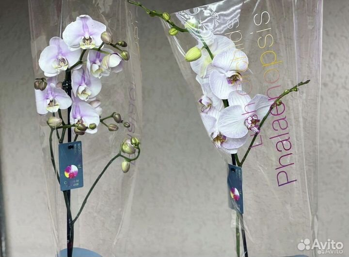 Орхидеи на 1 цветонос