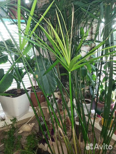 Циперус, водный гиацинт