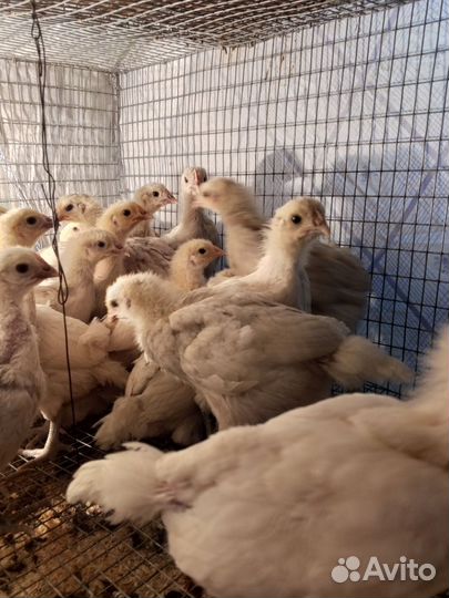 Цыплята