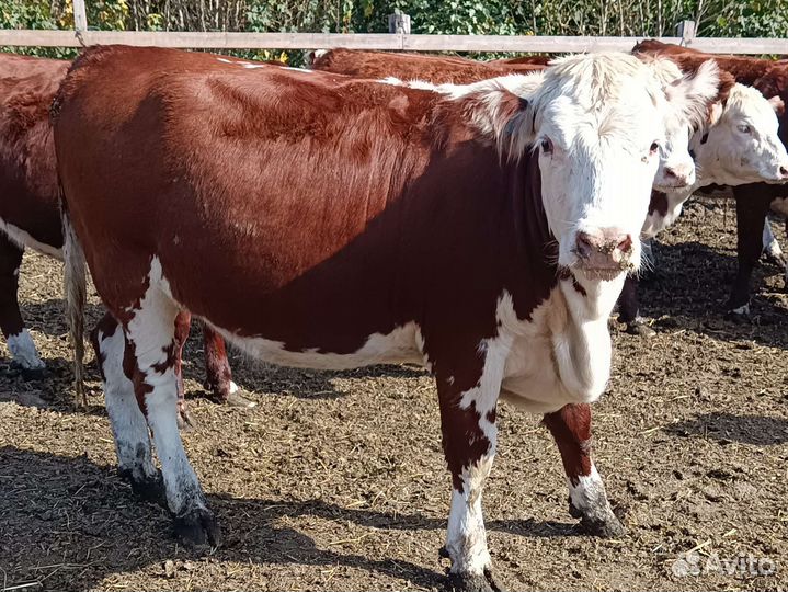 Коровы и телки стельные