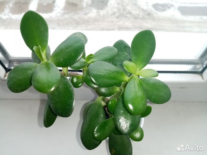 Толстянка (денежное дерево)