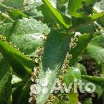 Каланхое лечебное