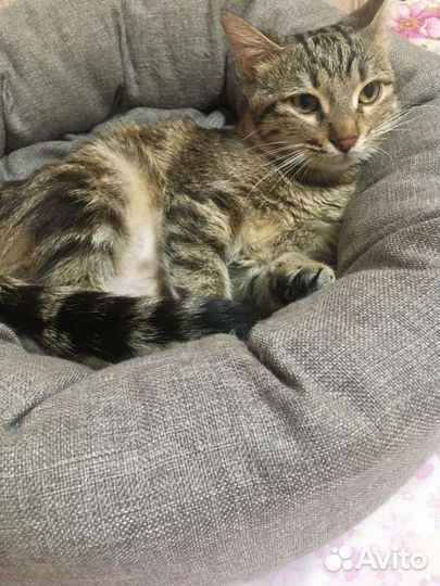 Кошка в добрые руки