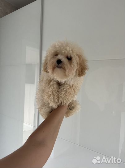 Мальтипу ф1 нежный мальчик кудряшка