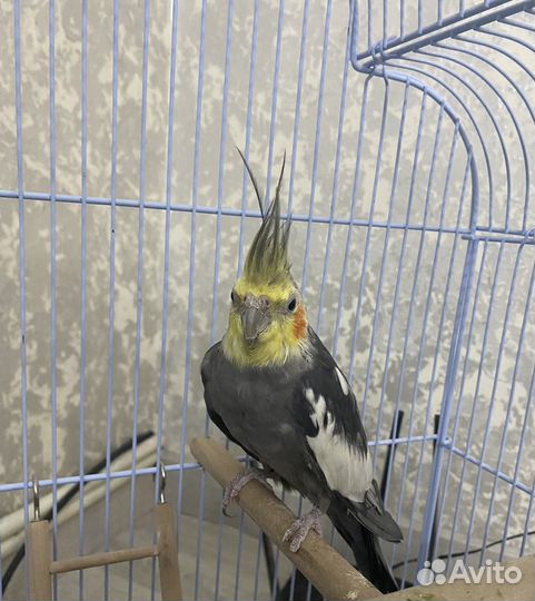 Попугаи корелла